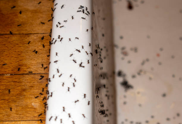 Wildlife Control Services in West Odessa, TX