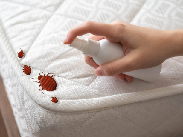 Wasp Removal Services in West Odessa, TX
