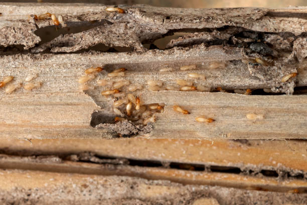Best Commercial Pest Control Services  in West Odessa, TX